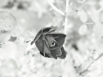 Close-up of flower