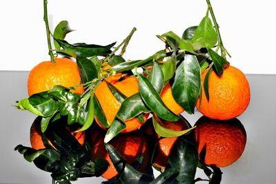 Close-up of orange fruit against white background