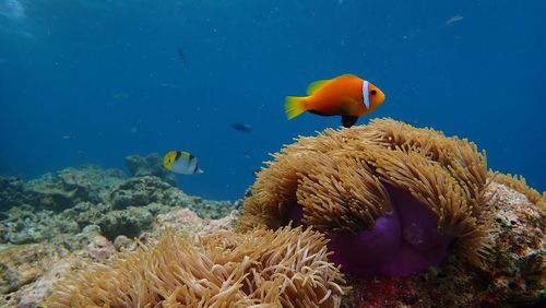 Fish swimming in sea