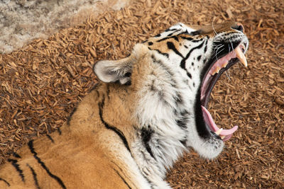 Close-up of cat yawning