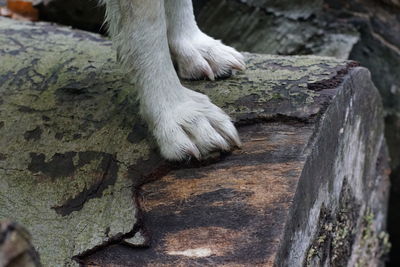 Close-up of dog