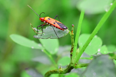 Close-up of insect on leaf