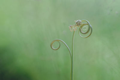 Praying mantis on the leaf