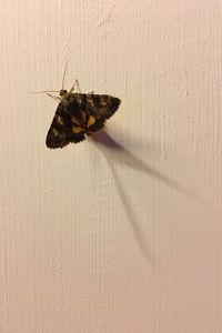 Close-up of butterfly on wall
