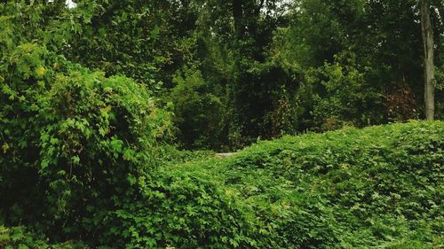 Scenic view of forest