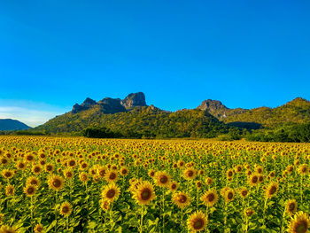 Scenic view of sunflower field against clear blue sky