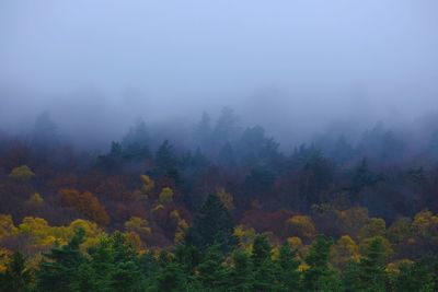 Autumn trees in the fog