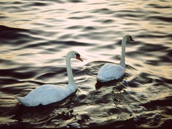 Swans swimming in lake