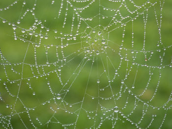 Full frame shot of wet spider web