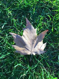 High angle view of fallen maple leaf on grass