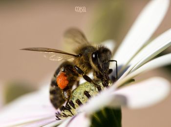 Close-up of butterfly on flower