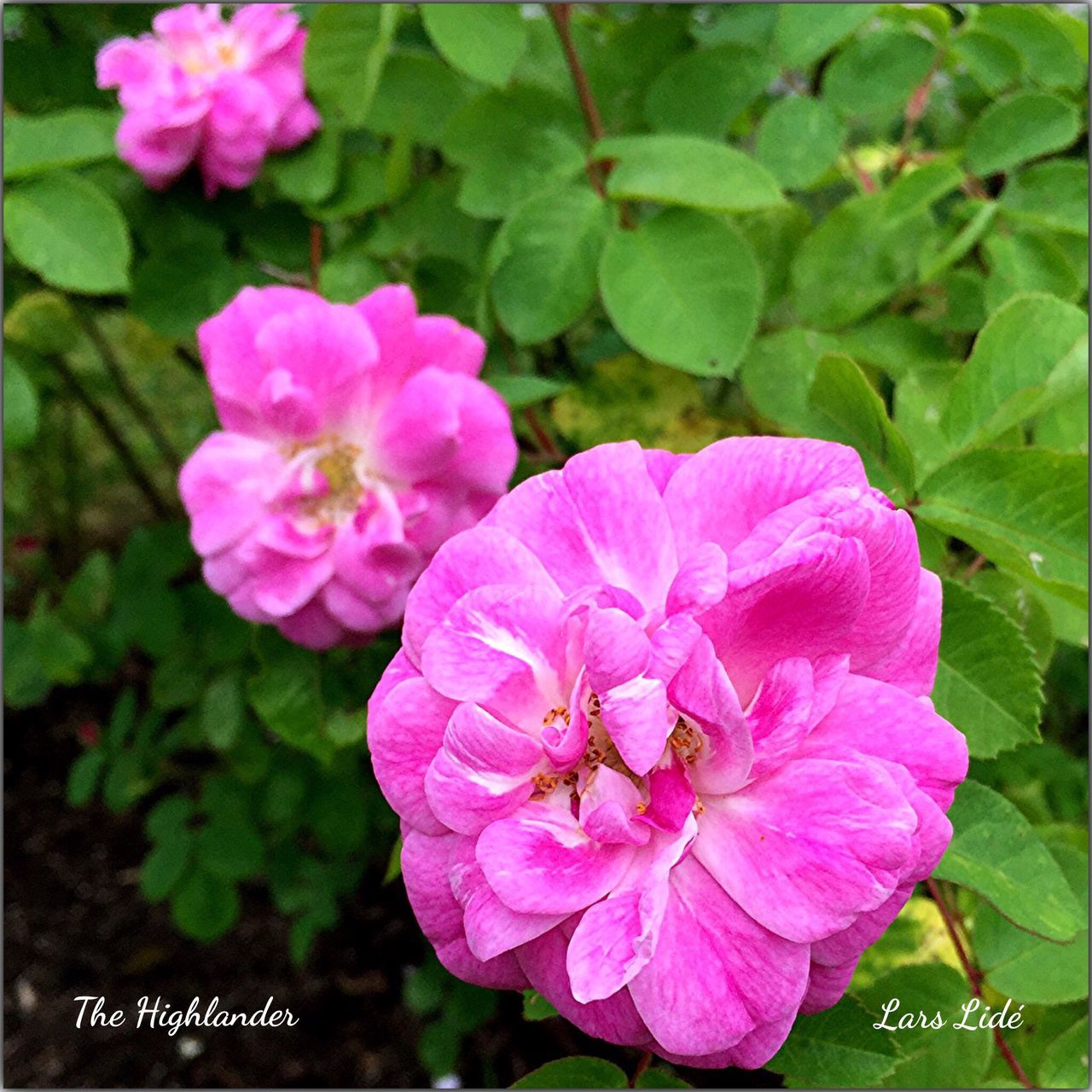 flower, freshness, petal, fragility, pink color, growth, flower head, beauty in nature, close-up, leaf, blooming, nature, plant, high angle view, focus on foreground, in bloom, purple, park - man made space, green color, pink