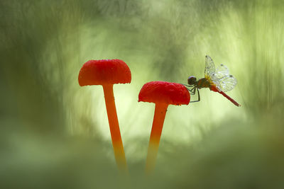 Dragonflies on red mushrooms