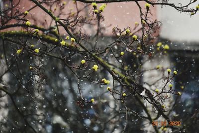 Close-up of wet tree during rainy season