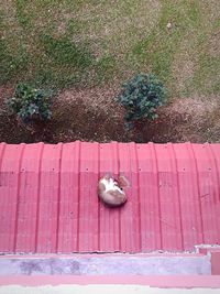 High angle view of lizard on bench