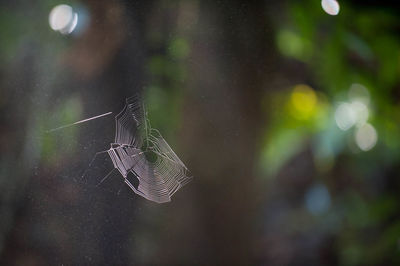 Close-up of insect on leaf