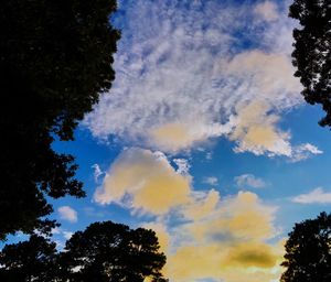 Low angle view of trees against sky