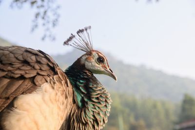 Close-up of bird