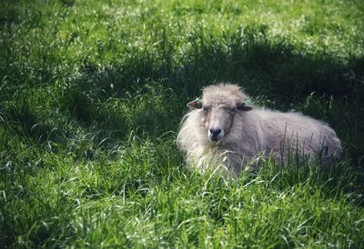 Portrait of sheep on field
