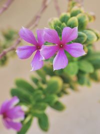 Close-up of purple flowering plant
