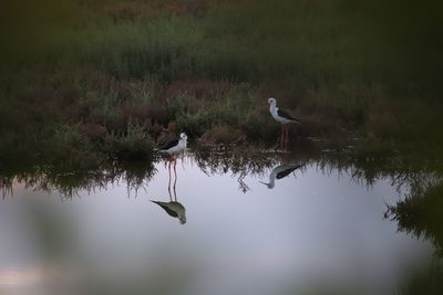 Birds in a lake