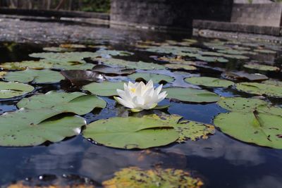 Lotus water lily in lake