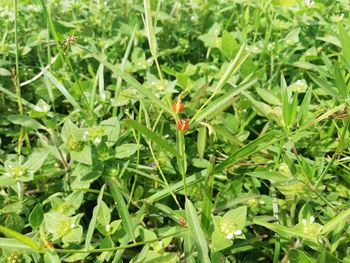 Close-up of insect on plant