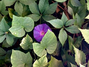 High angle view of pink flowers