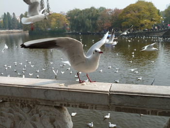 Seagulls flying over lake