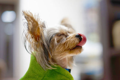 Close-up of a dog at home