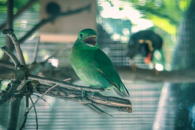 Close-up of parrot perching on tree