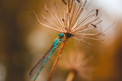 Close-up of an insect