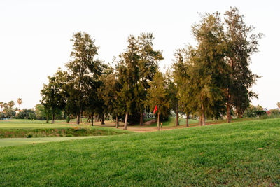 Trees on field against clear sky