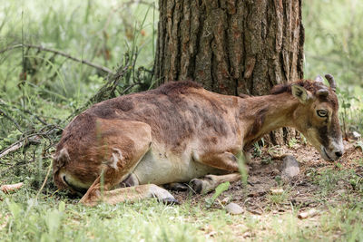 The mouflon in the forest reserve