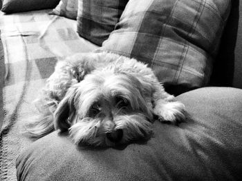 Close-up of dog relaxing on sofa at home