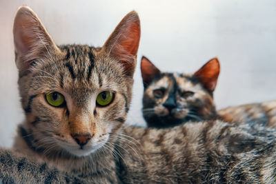 Close-up portrait of a cat