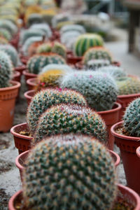 Close-up of succulent plant in market