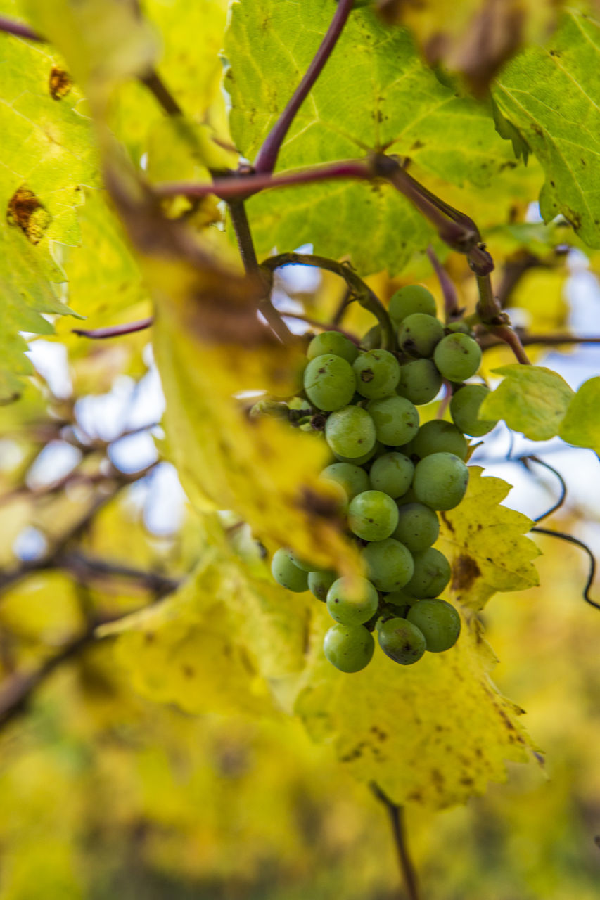 CLOSE-UP OF FRUITS GROWING IN TREE