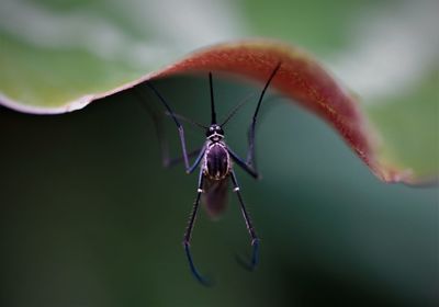 Close-up of insect under leaf