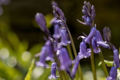 Close-up of purple flowering plant