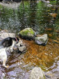 High angle view of dog on rock in water