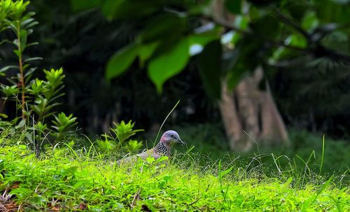Close-up of bird perching on plant