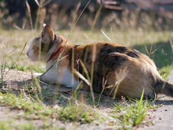 Side view of a cat on field