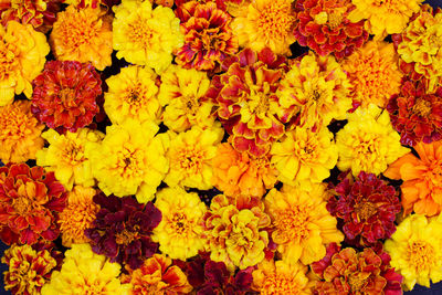 Marigold flowers are red yellow and orange, background a frame for halloween, dia de los muertos is 
