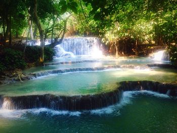 Scenic view of river flowing through forest