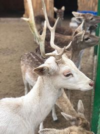 Deer in a zoo