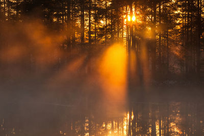 Sun shines through the forest a misty morning