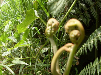 Close-up of plants