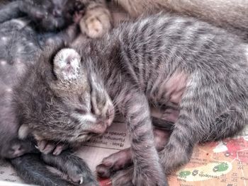 Close-up of cat sleeping