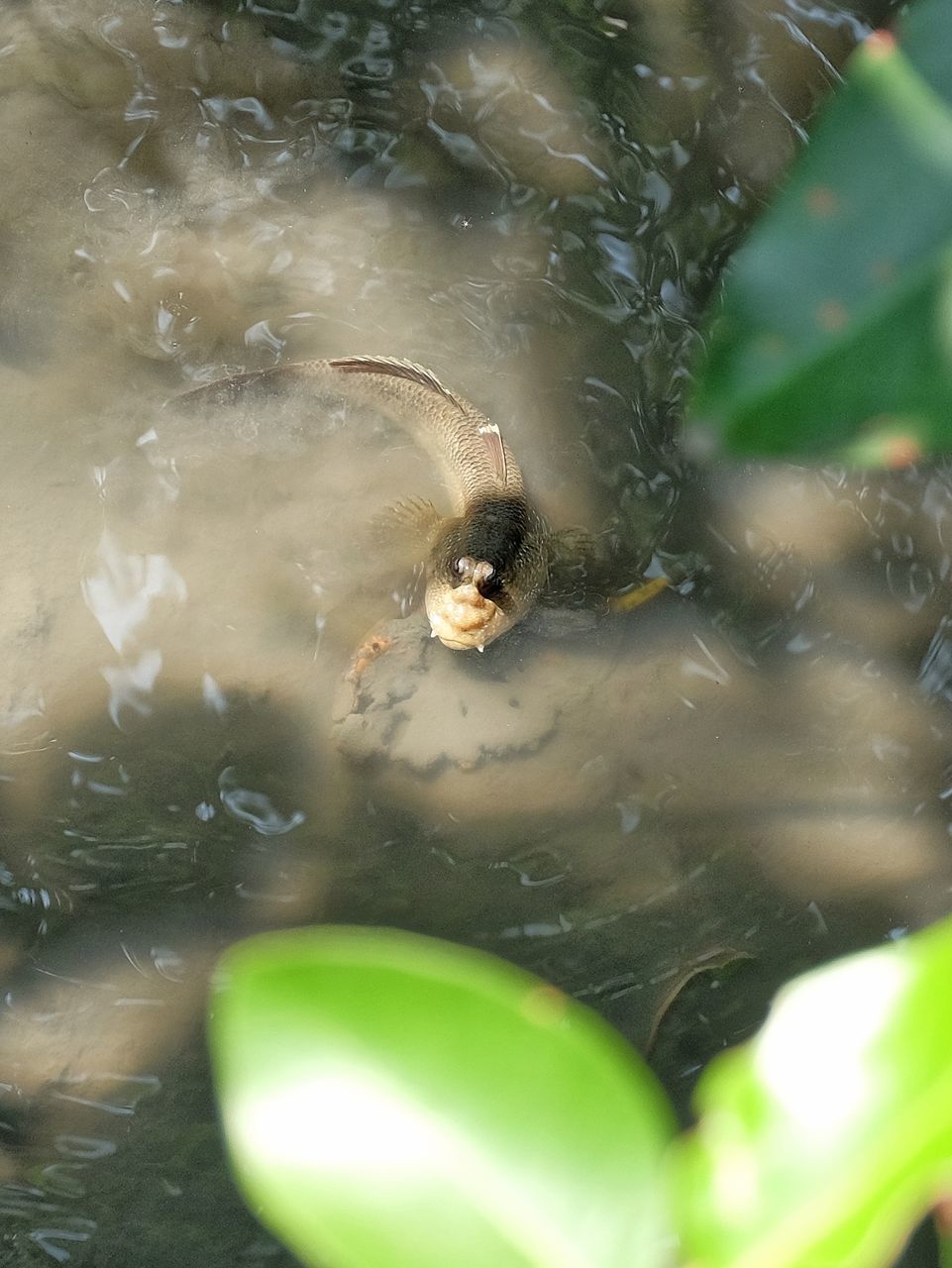 CLOSE-UP OF TURTLE IN SEA